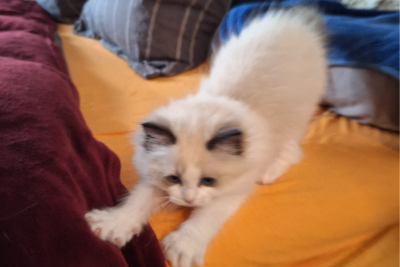 Mountaindoll Ragdollzucht