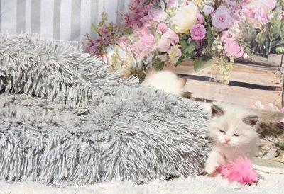 Mountaindoll Ragdollzucht