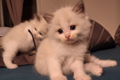 Mountaindoll Ragdollzucht