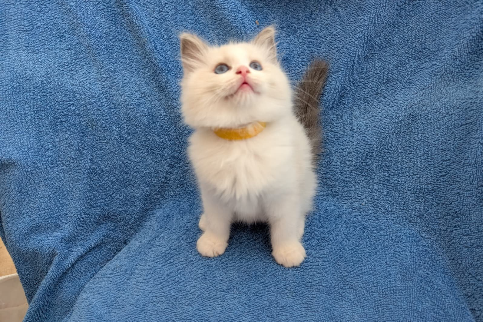 Amira