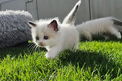 Mountaindoll Ragdollzucht