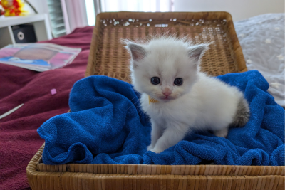 Mountaindoll Ragdollzucht