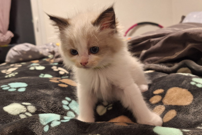 Mountaindoll Ragdollzucht