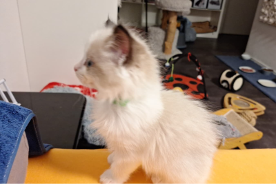 Mountaindoll Ragdollzucht
