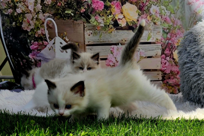 Mountaindoll Ragdollzucht