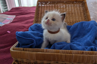 Mountaindoll Ragdollzucht