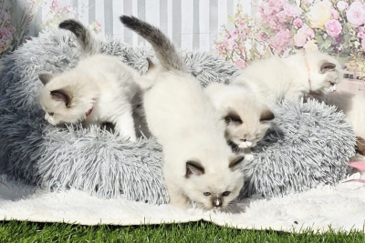 Mountaindoll Ragdollzucht